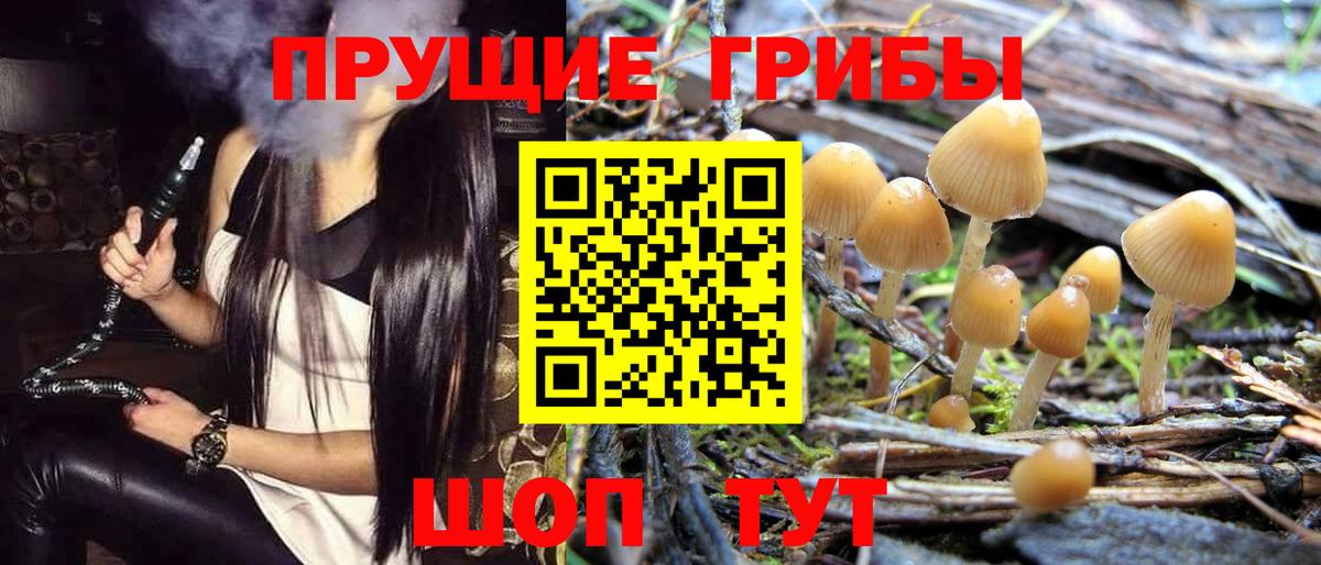 Псилоцибиновые грибы Psilocybe Междуреченск